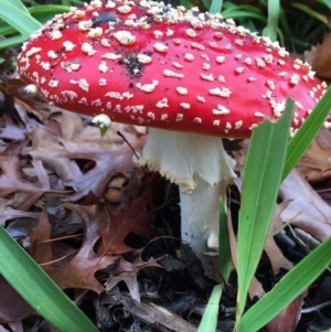 Amanita muscaria at Forrest, ACT - 6 Jun 2016 12:39 PM