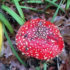 Amanita muscaria at Forrest, ACT - 6 Jun 2016 12:39 PM