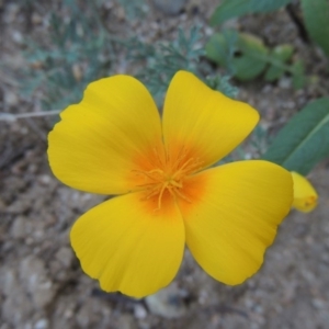 Eschscholzia californica at Kambah Pool - 23 Feb 2016