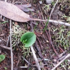 Corysanthes incurva (Slaty Helmet Orchid) at Canberra Central, ACT - 8 Jun 2016 by MattM