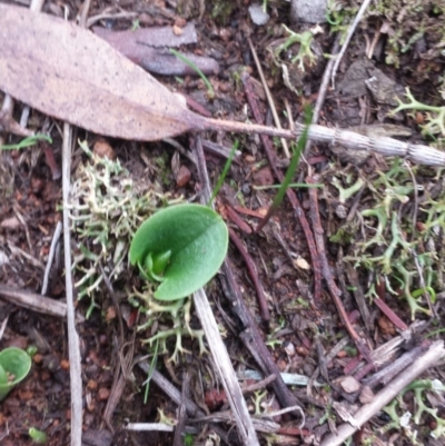 Corysanthes incurva (Slaty Helmet Orchid) at Canberra Central, ACT by MattM