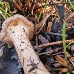 zz agaric (stem; gills white/cream) at Hall, ACT - 6 Jun 2016