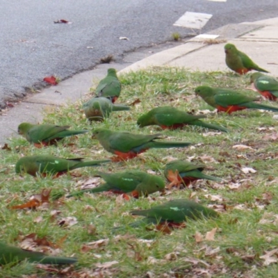 Alisterus scapularis (Australian King-Parrot) at Red Hill, ACT - 7 Jun 2016 by Mike