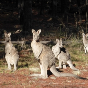 Macropus giganteus at Isaacs, ACT - 6 Jun 2016