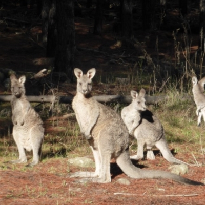 Macropus giganteus (Eastern Grey Kangaroo) at Isaacs, ACT - 6 Jun 2016 by Mike