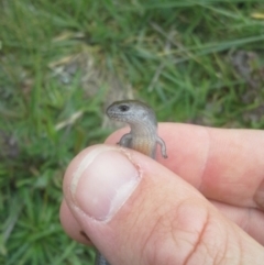 Hemiergis talbingoensis (Three-toed Skink) at Mitchell, ACT - 21 Oct 2014 by JoshMulvaney