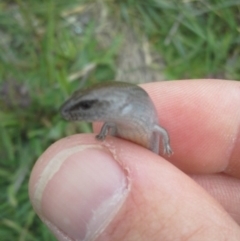 Hemiergis talbingoensis at Mitchell, ACT - 21 Oct 2014