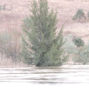 Casuarina cunninghamiana subsp. cunninghamiana at Gordon, ACT - 6 Jun 2016