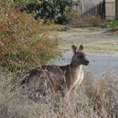 Macropus giganteus (Eastern Grey Kangaroo) at Conder, ACT - 2 Jun 2016 by michaelb