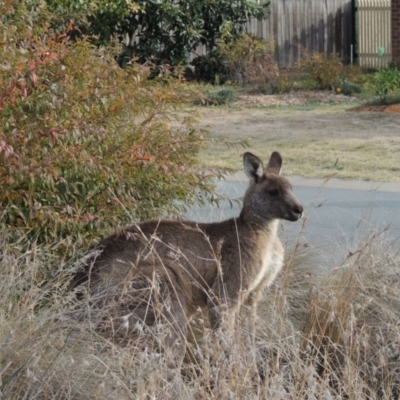 Macropus giganteus (Eastern Grey Kangaroo) at Conder, ACT - 2 Jun 2016 by MichaelBedingfield