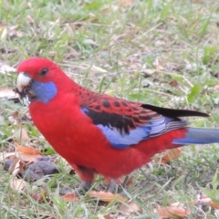 Platycercus elegans (Crimson Rosella) at Conder, ACT - 28 May 2016 by michaelb