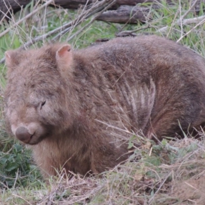 Vombatus ursinus (Common wombat, Bare-nosed Wombat) at Paddys River, ACT - 6 Jun 2015 by MichaelBedingfield