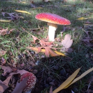 Amanita muscaria at Red Hill, ACT - 10 Jun 2016