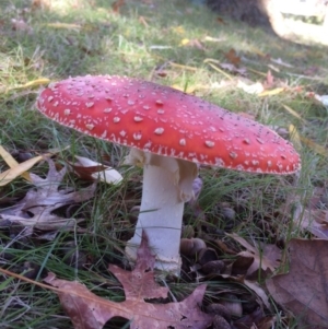 Amanita muscaria at Red Hill, ACT - 10 Jun 2016 10:17 AM