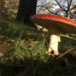 Amanita muscaria at Red Hill, ACT - 10 Jun 2016 10:17 AM