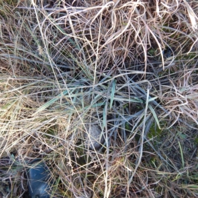 Dianella sp. aff. longifolia (Benambra) (Pale Flax Lily, Blue Flax Lily) at Monash Grassland - 9 Jun 2016 by MichaelMulvaney