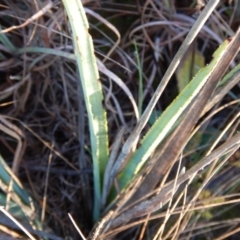 Dianella sp. aff. longifolia (Benambra) at Monash, ACT - 10 Jun 2016