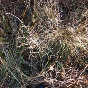 Dianella sp. aff. longifolia (Benambra) at Monash, ACT - 10 Jun 2016 09:13 AM