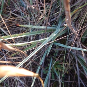 Dianella sp. aff. longifolia (Benambra) at Monash, ACT - 10 Jun 2016 09:13 AM