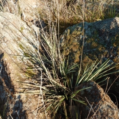 Dianella sp. aff. longifolia (Benambra) (Pale Flax Lily, Blue Flax Lily) at Tuggeranong Creek to Monash Grassland - 9 Jun 2016 by MichaelMulvaney