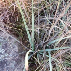 Dianella sp. aff. longifolia (Benambra) at Monash, ACT - 10 Jun 2016 09:22 AM