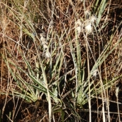 Dianella sp. aff. longifolia (Benambra) (Pale Flax Lily, Blue Flax Lily) at Tuggeranong Creek to Monash Grassland - 9 Jun 2016 by MichaelMulvaney
