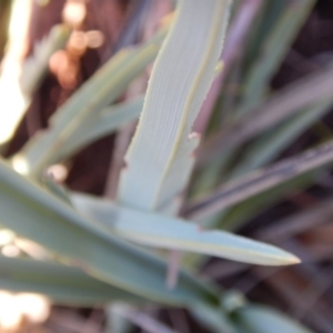 Dianella sp. aff. longifolia (Benambra) at Monash, ACT - 10 Jun 2016