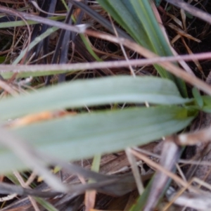 Dianella sp. aff. longifolia (Benambra) at Monash, ACT - 10 Jun 2016