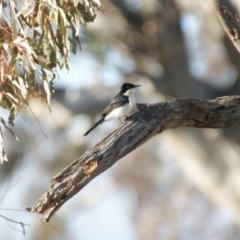 Myiagra inquieta (Restless Flycatcher) at Symonston, ACT - 10 Jun 2016 by roymcd