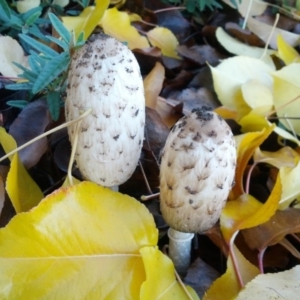 Coprinus comatus at Macquarie, ACT - 11 Jun 2016