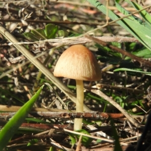 Bolbitiaceae at Wanniassa Hill - 11 Jun 2016