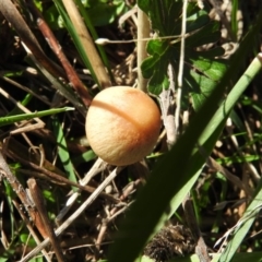 Bolbitiaceae at Wanniassa Hill - 11 Jun 2016