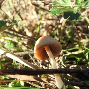 Bolbitiaceae at Wanniassa Hill - 11 Jun 2016