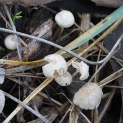 Marasmius at Fadden, ACT - 11 Jun 2016 by ArcherCallaway