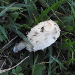 Coprinus comatus (Shaggy Ink Cap) at Lyneham Wetland - 10 Jun 2016 by ArcherCallaway