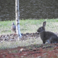 Oryctolagus cuniculus (European Rabbit) at Commonwealth & Kings Parks - 10 Jun 2016 by RyuCallaway