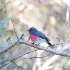 Petroica rosea (Rose Robin) at Fadden, ACT - 11 Jun 2016 by ArcherCallaway