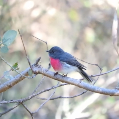 Petroica rosea (Rose Robin) at Fadden, ACT - 11 Jun 2016 by ArcherCallaway