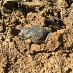 Uperoleia laevigata (Smooth Toadlet) at Majura, ACT - 12 Jun 2016 by AaronClausen