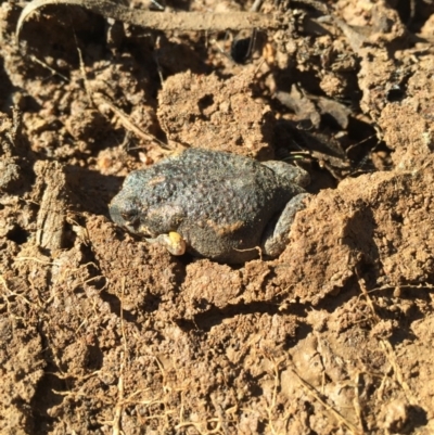 Uperoleia laevigata (Smooth Toadlet) at Majura, ACT - 12 Jun 2016 by AaronClausen