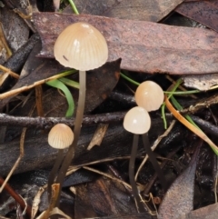 Mycena sp. at Acton, ACT - 6 Jun 2016