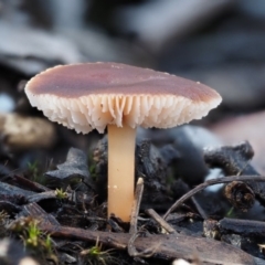 Rhodocollybia incarnata (Rhodocollybia incarnata) at Acton, ACT - 6 Jun 2016 by KenT