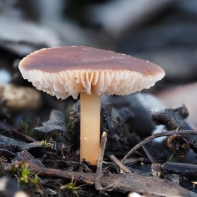 Rhodocollybia incarnata (Rhodocollybia incarnata) at Acton, ACT - 6 Jun 2016 by KenT