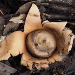 Geastrum sp. (Geastrum sp.) at Acton, ACT - 6 Jun 2016 by KenT