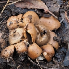 Geastrum sp. at Acton, ACT - 6 Jun 2016 10:42 AM