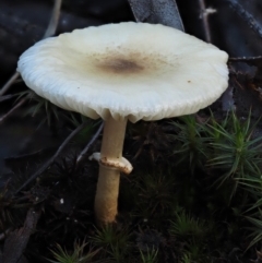 Lepiota s.l. at Acton, ACT - 6 Jun 2016 by KenT