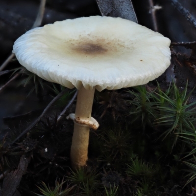 Lepiota s.l. at Acton, ACT - 6 Jun 2016 by KenT