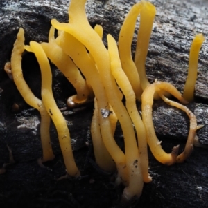 Calocera sp. at Acton, ACT - 6 Jun 2016