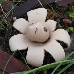 Geastrum sp. (Geastrum sp.) at Acton, ACT - 6 Jun 2016 by KenT