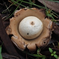 Geastrum sp. at Acton, ACT - 6 Jun 2016